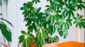 تصویر 4 از گیاه شفلرا سبز مناسب دکوراسیون منزل و محل کار